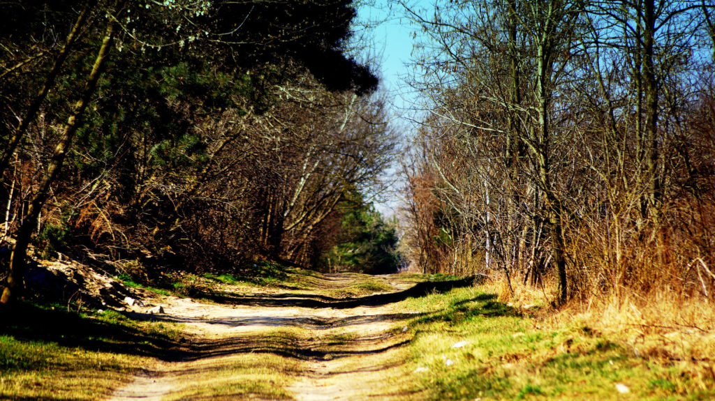 fotografia przedstawia zdjęcie ścieżki w lesie między drzewami.